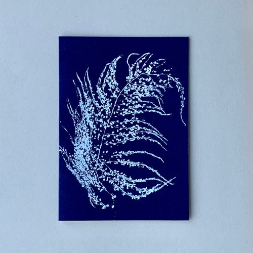 Seaweed Cyanotypes. Cyan 5
